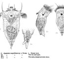 Image of Synchaeta neapolitana Rousselet 1902