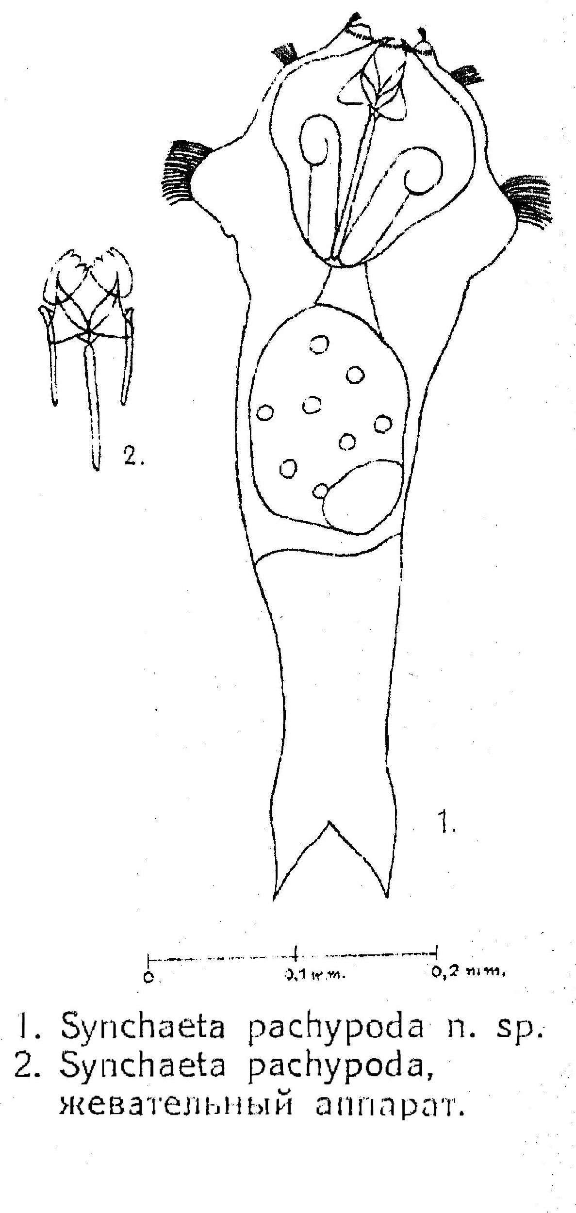 Image of Synchaeta pachypoda Jaschnov 1922