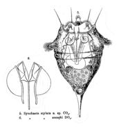 Image of Synchaeta stylata Wierzejski 1893