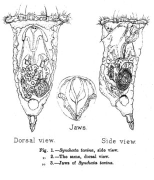 Image of Synchaeta tavina Hood 1893