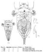 Image of Synchaeta vorax Rousselet 1902