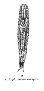 Image of Taphrocampa clavigera Stokes 1896