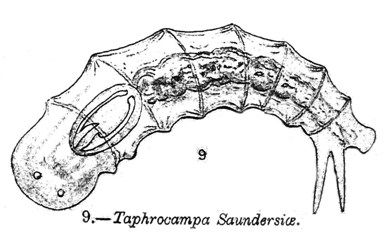 Image of <i>Encentrum saundersiae</i>