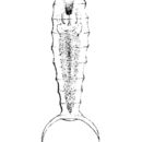 Image of Taphrocampa selenura Gosse 1887