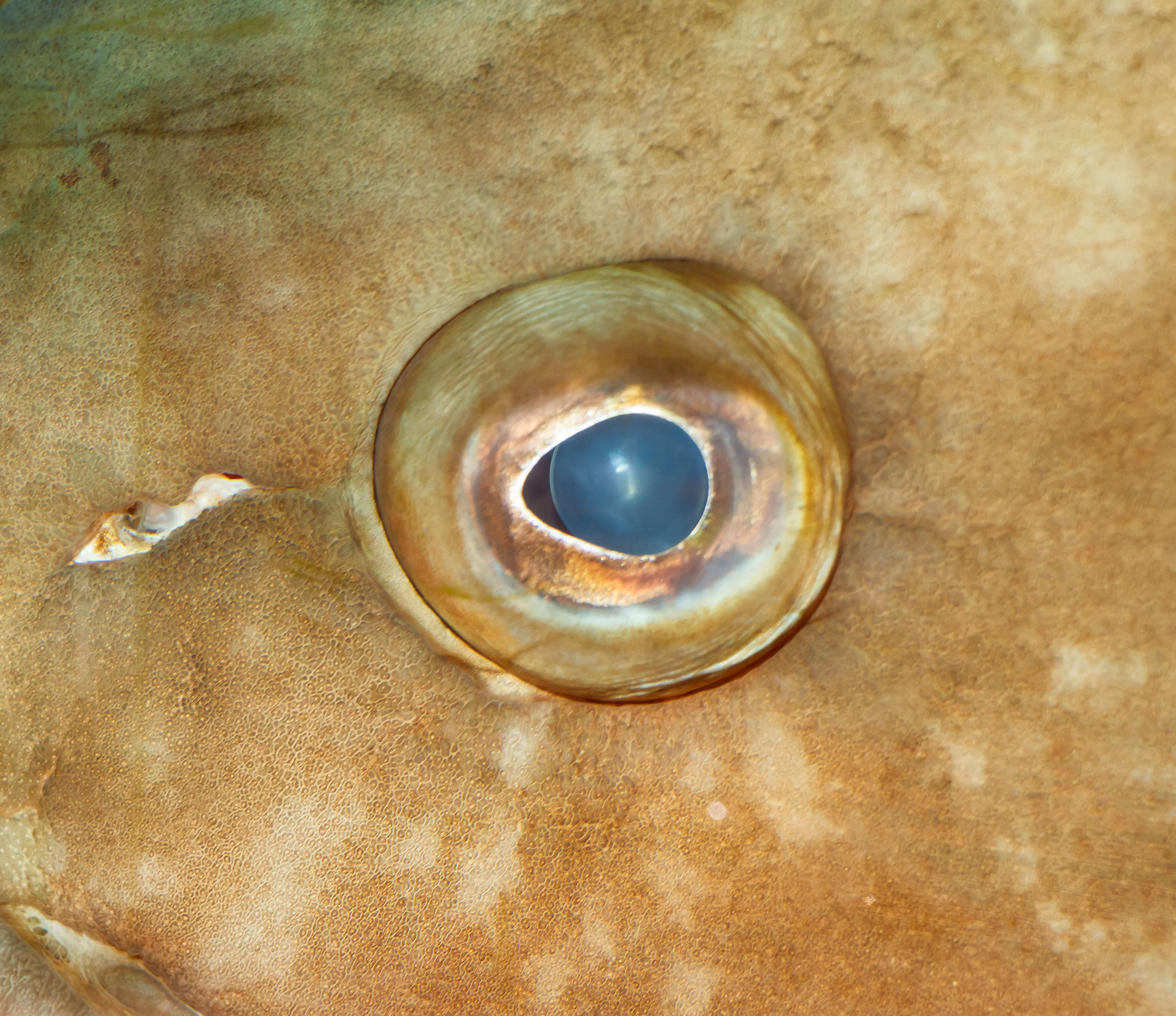 Image of Dusky Grouper