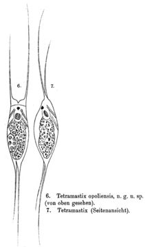 Imagem de <i>Filinia opoliensis</i>