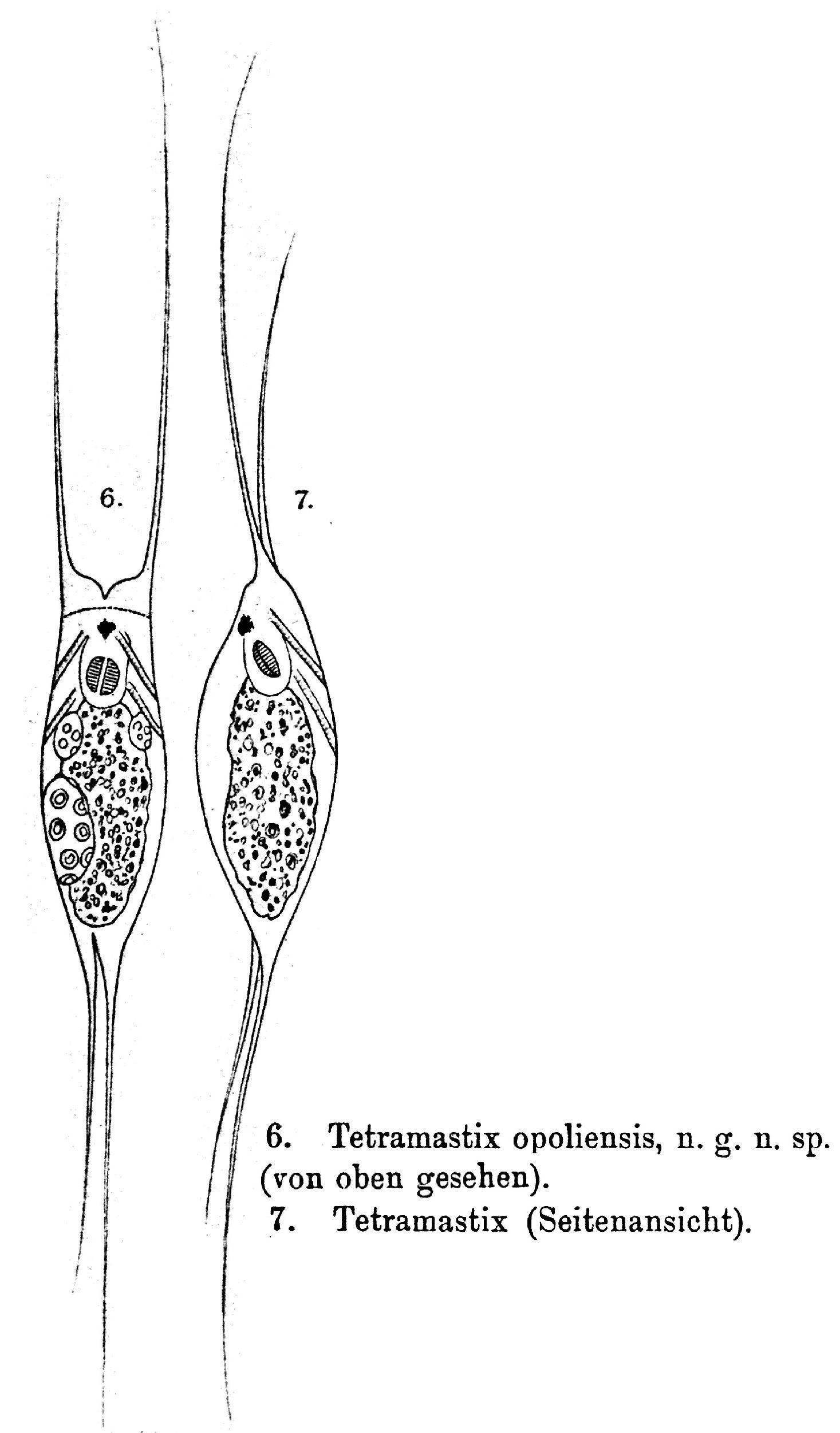 Image of <i>Filinia opoliensis</i>