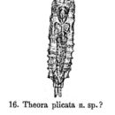 Image of Parencentrum plicatum (Eyferth 1878)