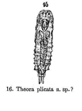 Image of Parencentrum plicatum (Eyferth 1878)