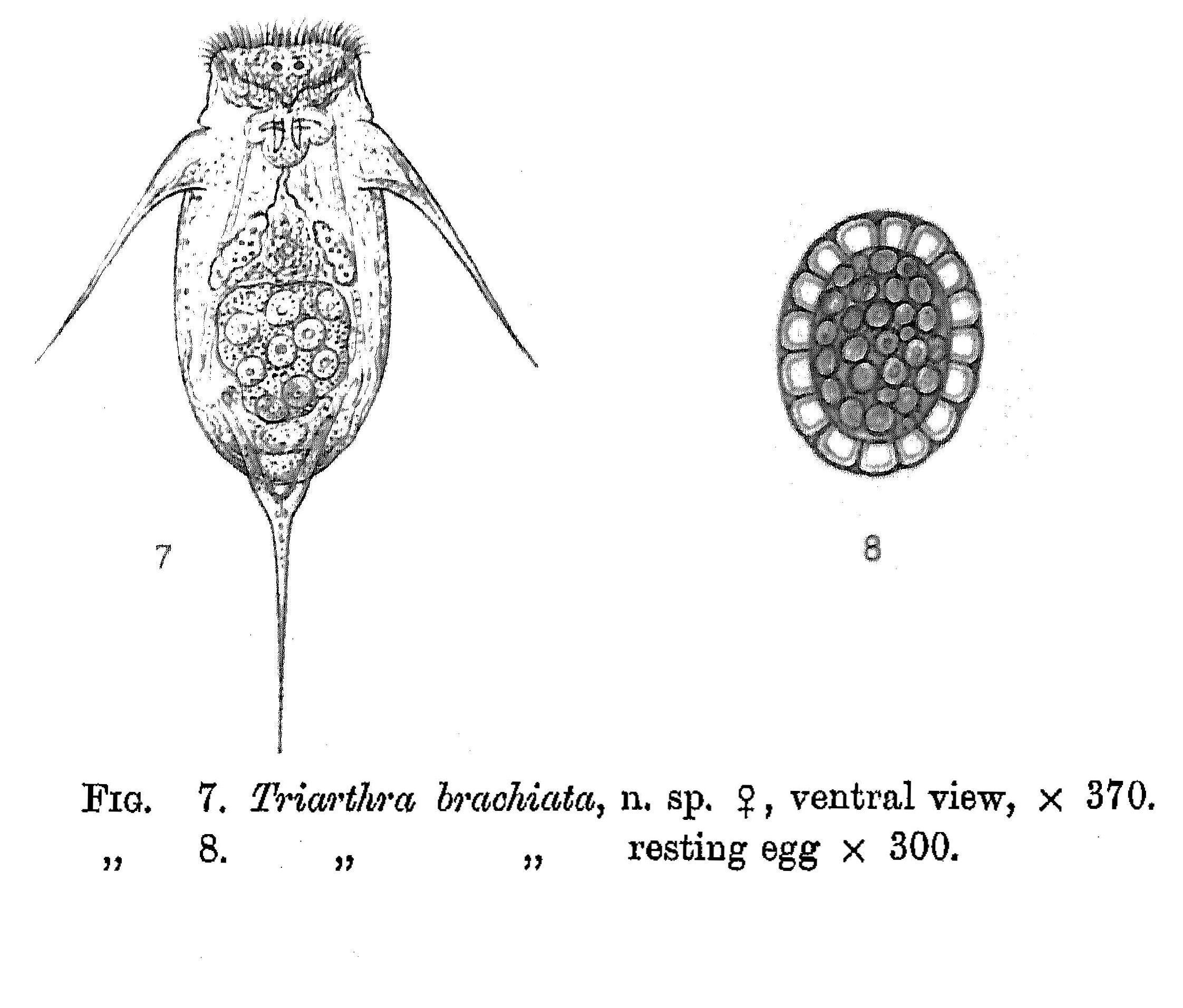 Image of <i>Filinia brachiata</i>