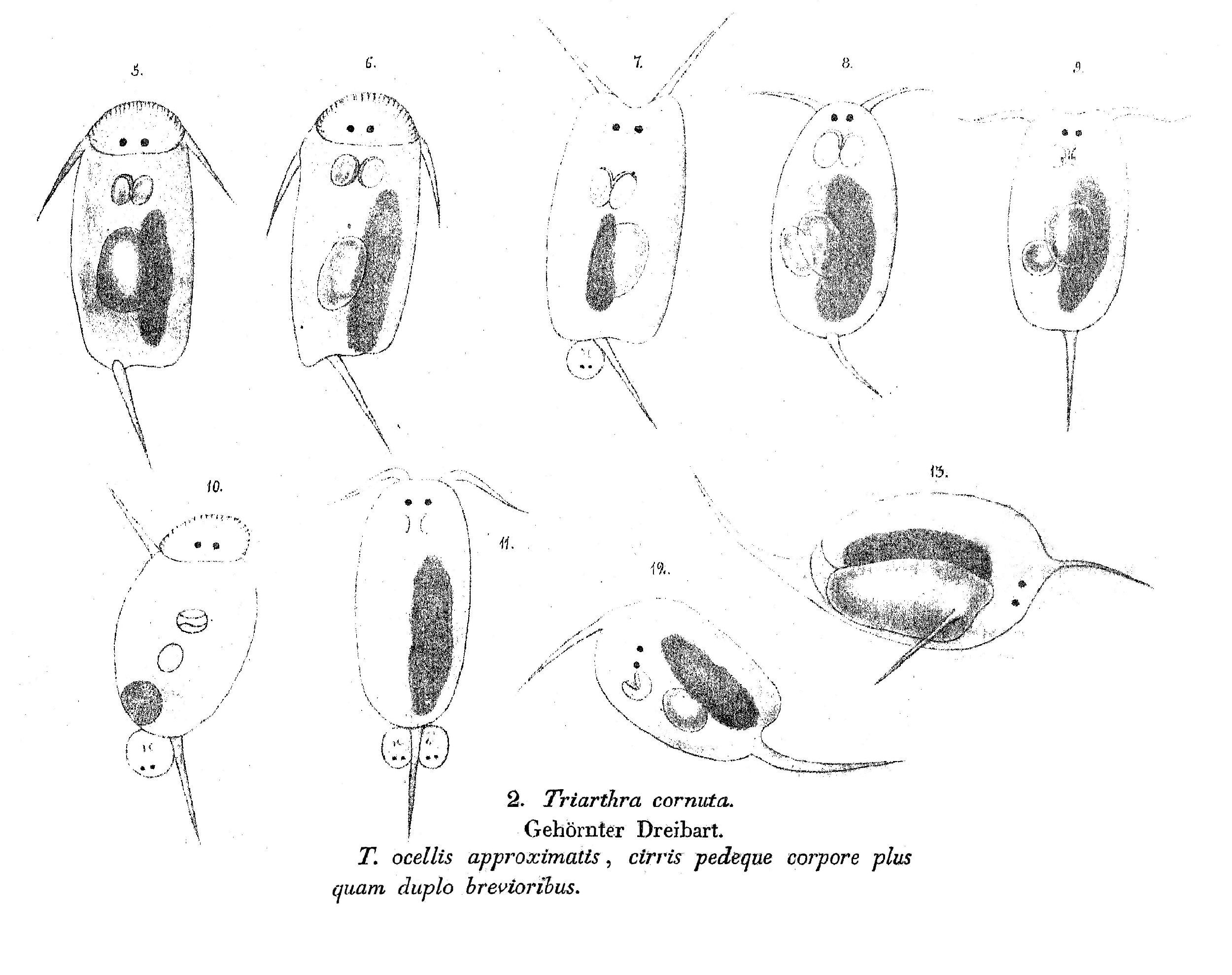 Image of <i>Filinia cornuta</i>
