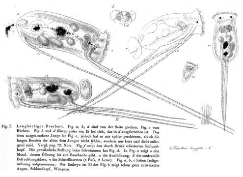 Image of <i>Filinia longiseta</i>