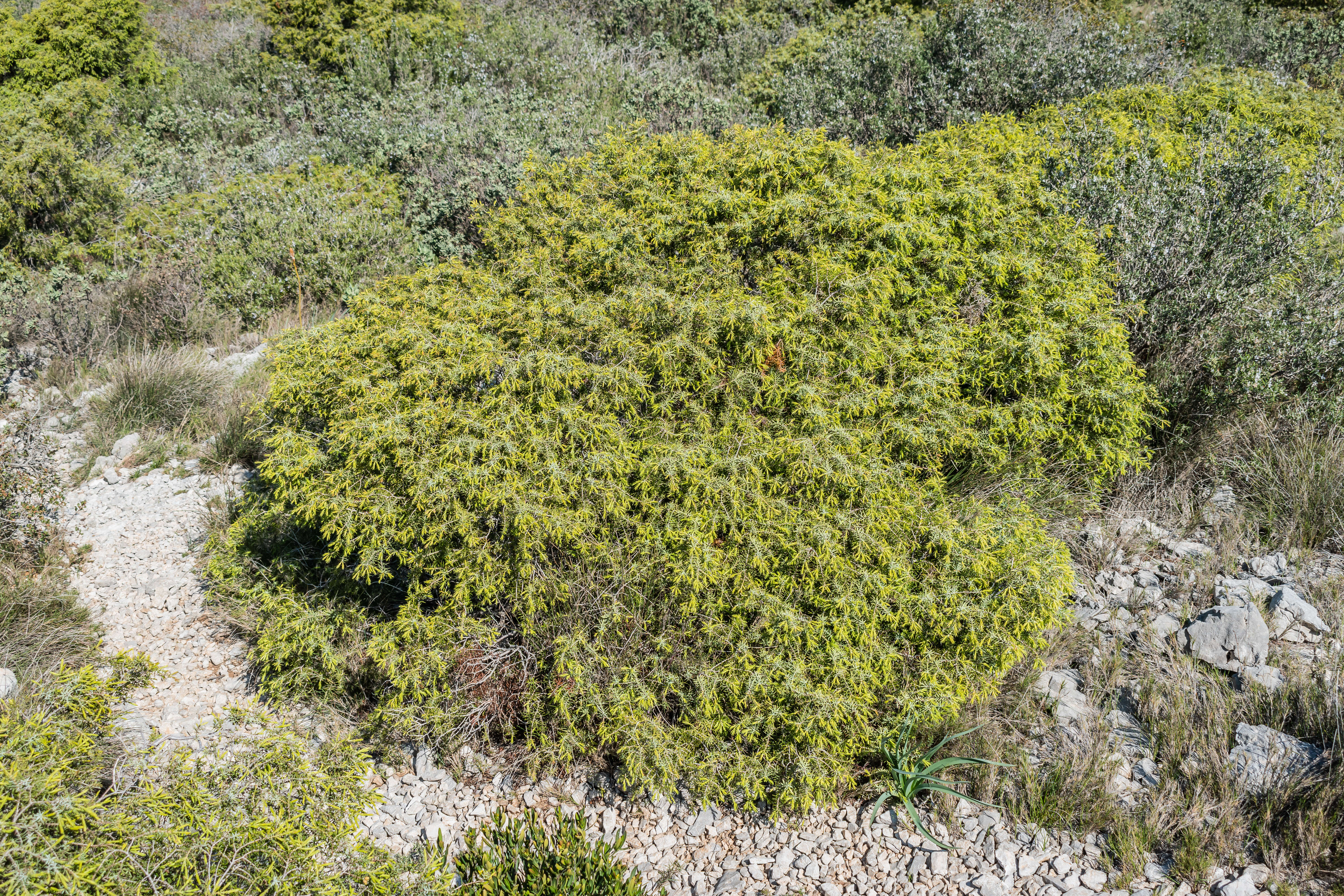 Image of Prickly Juniper