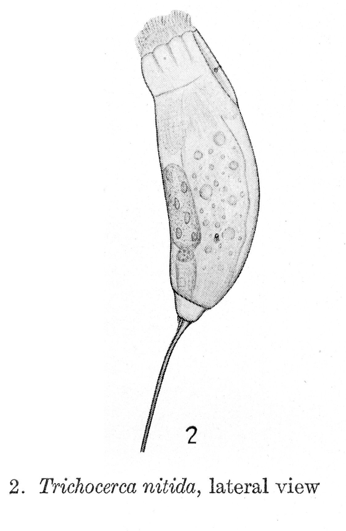 Слика од Trichocerca nitida Harring 1914