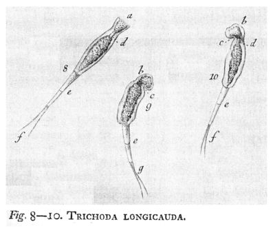 Image of Scaridium longicaudum (Müller 1786)