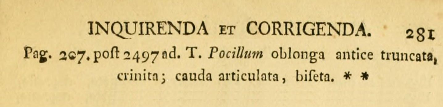 Sivun Trichotria pocillum (Müller 1776) kuva