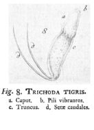 Image of Trichocerca tigris (Müller 1786)