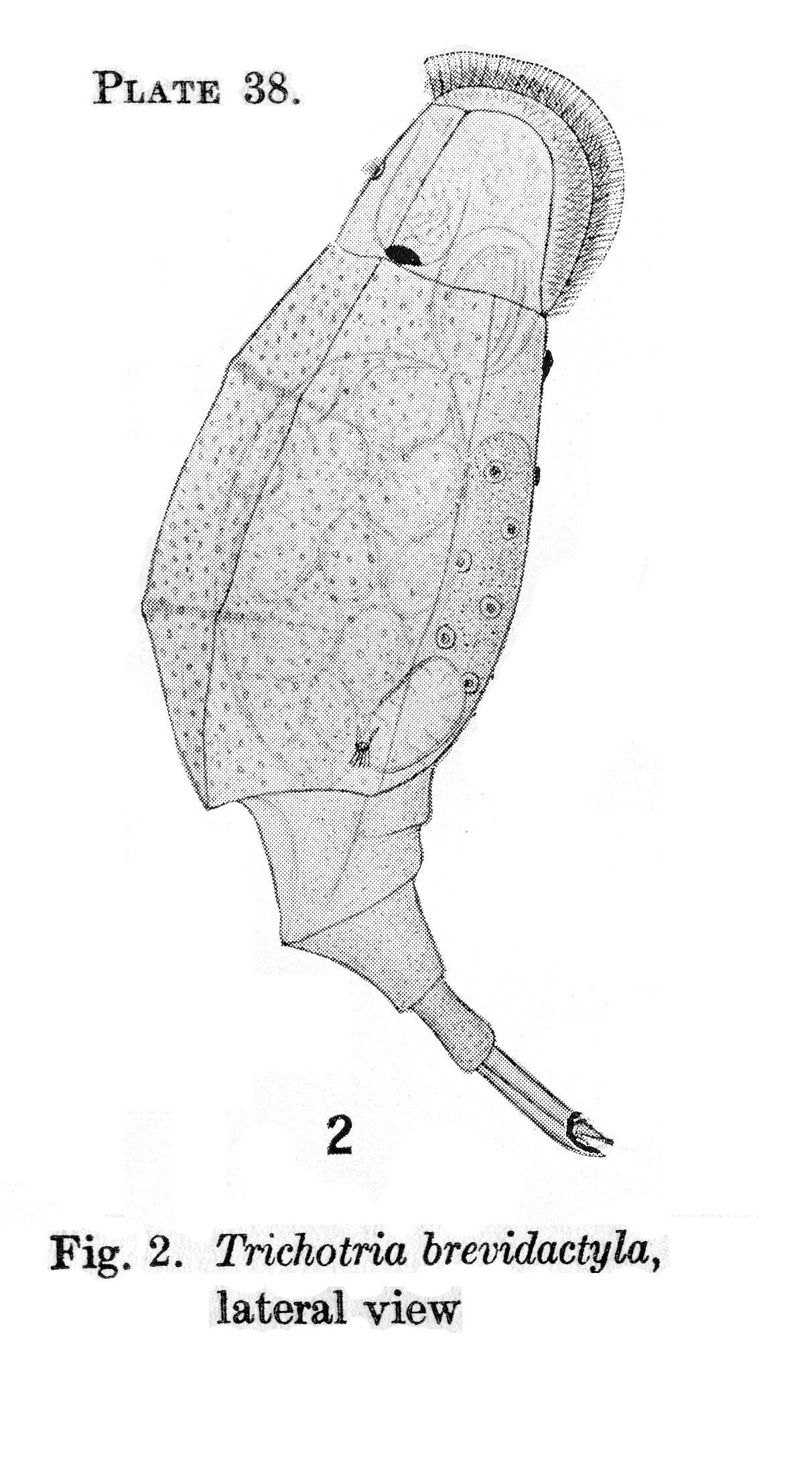 Image of Trichotria curta (Skorikov 1914)