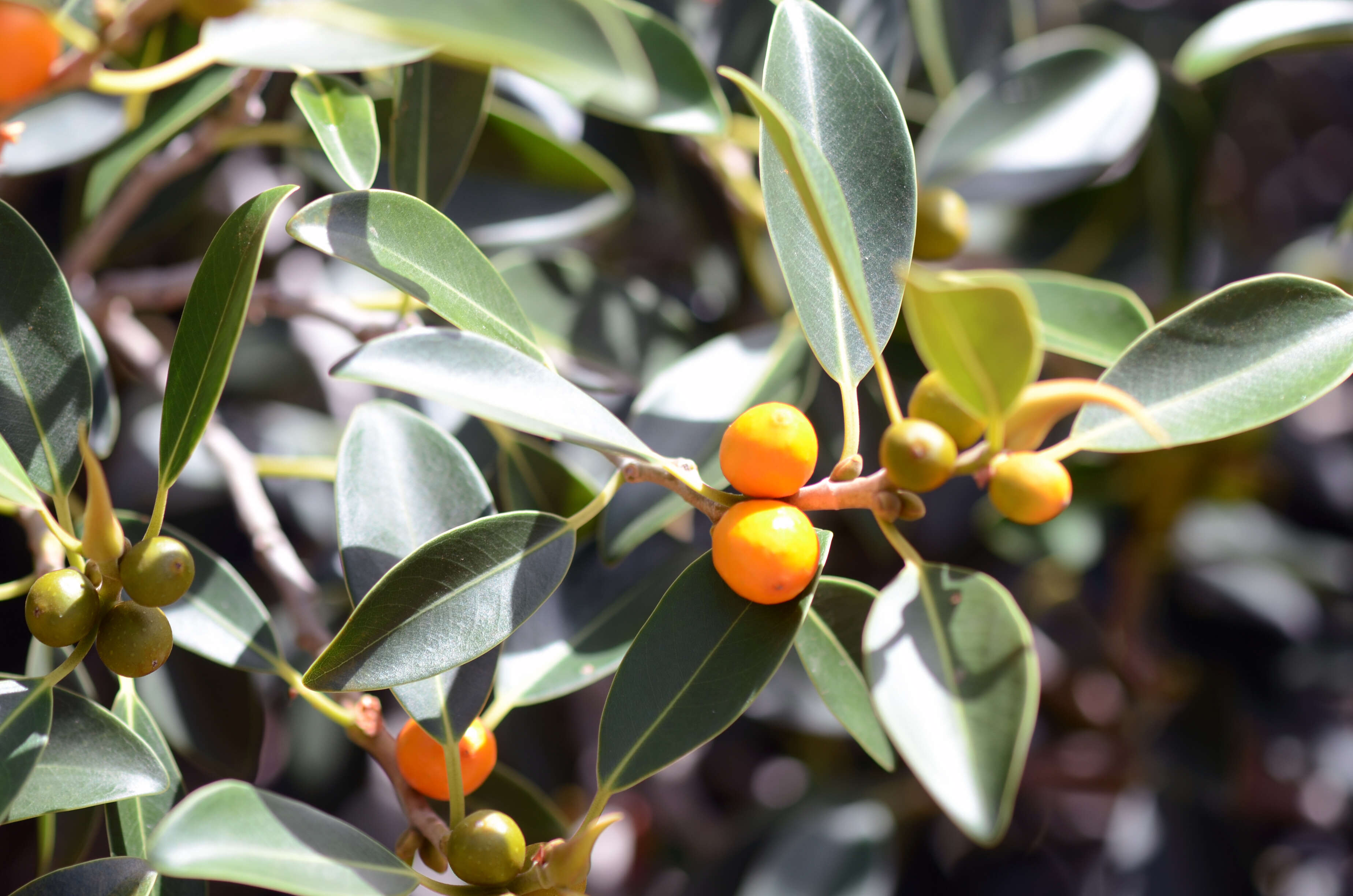 Ficus brachypoda (Miq.) Miq.的圖片