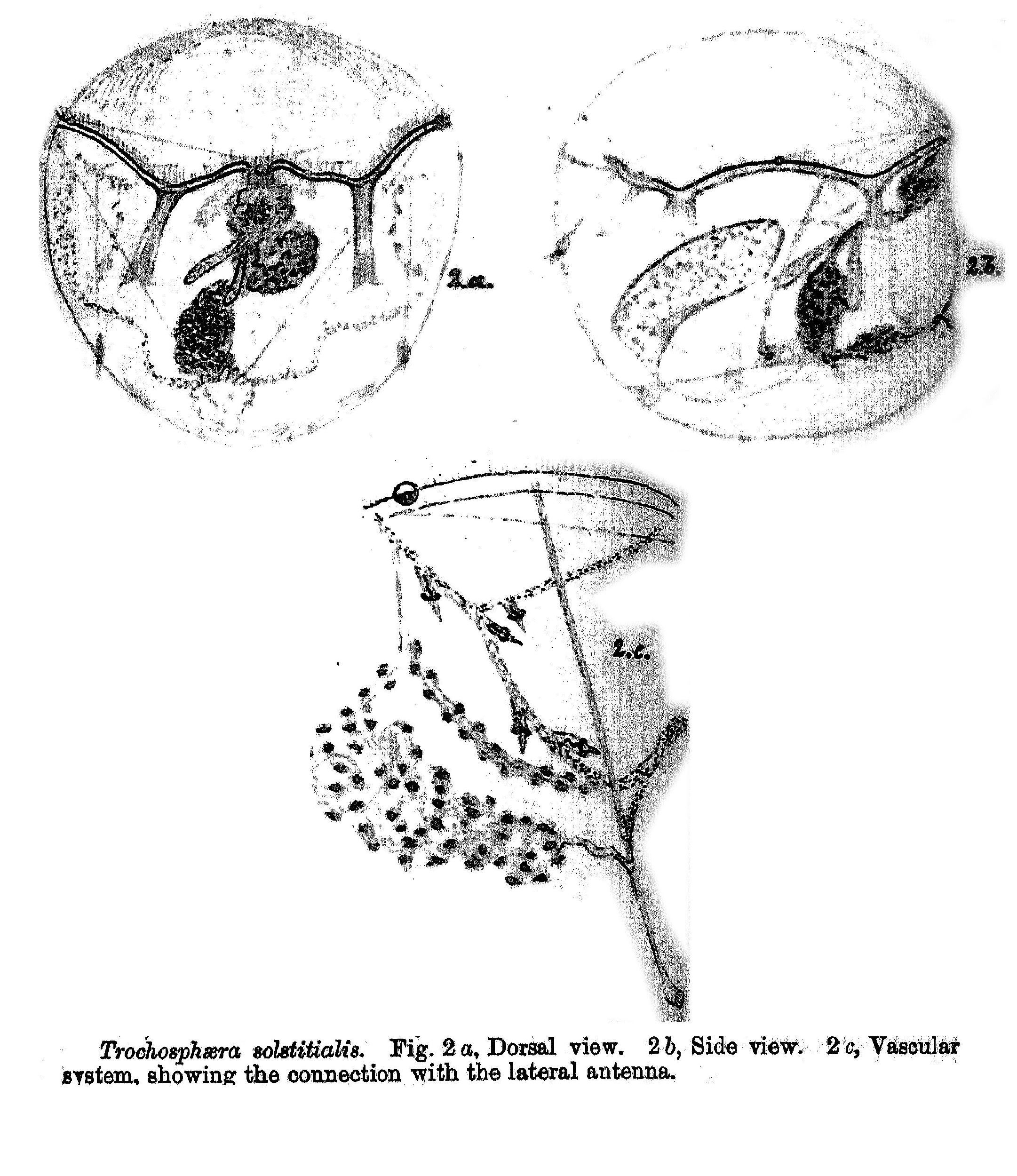 Image of Trochosphaera solstitialis Thorpe 1893