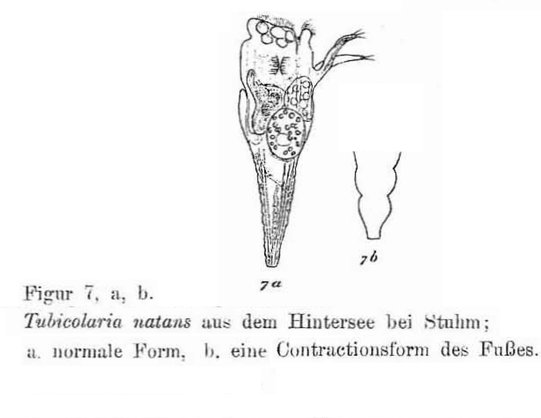 Image of Conochilus (Conochiloides) natans (Seligo 1900)