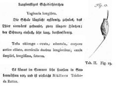 Image of Trichocerca longiseta (Schrank 1802)
