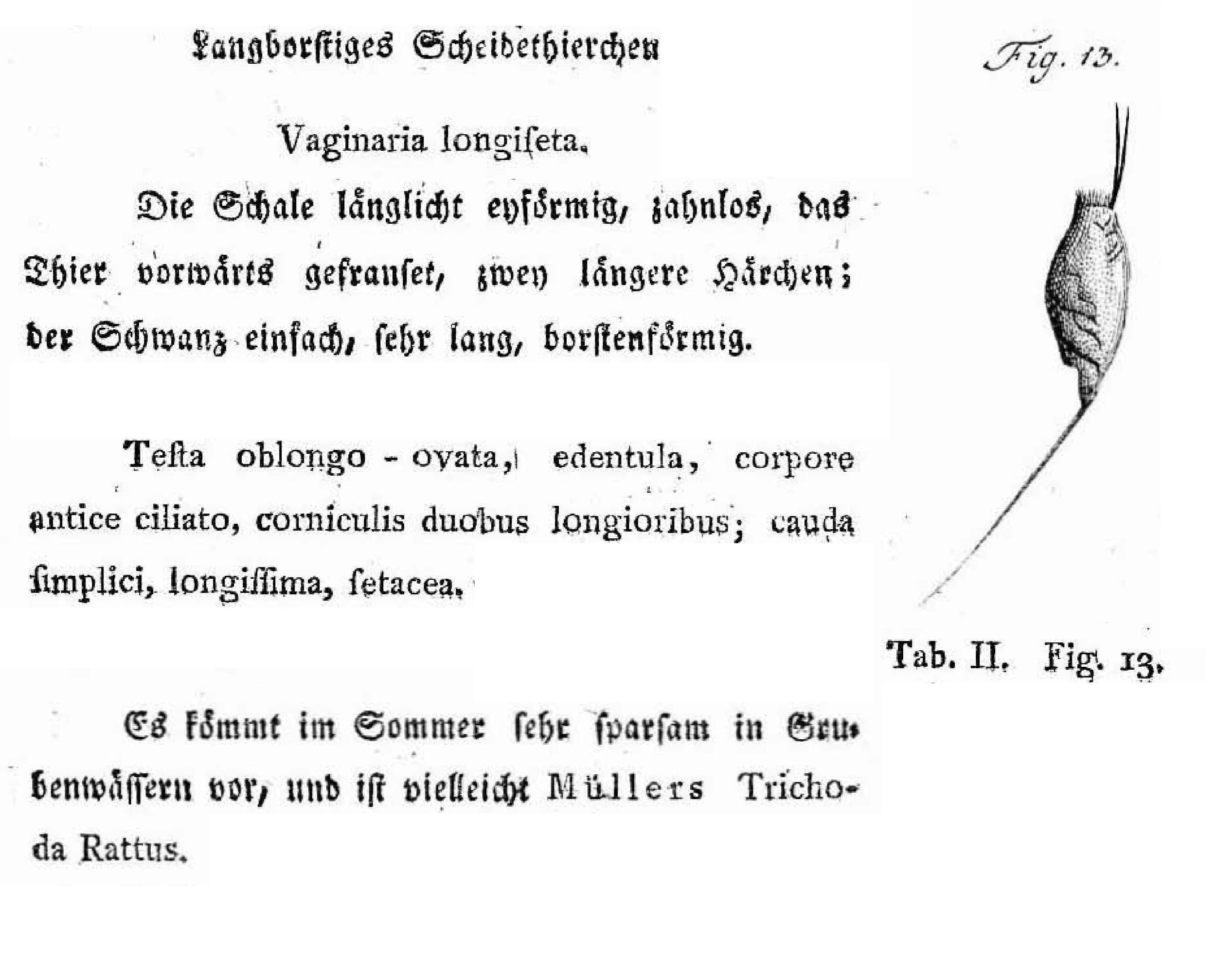 Imagem de Trichocerca longiseta (Schrank 1802)