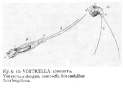 Слика од Monommata longiseta (Müller 1786)