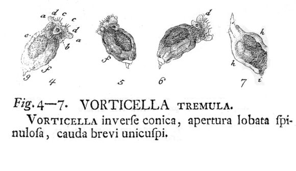 Imagem de Synchaeta tremula (Müller 1786)