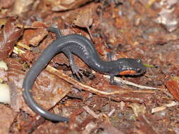 Image of Jordan's Salamander