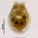 Image of <i>Ascomorpha ovalis</i>