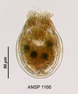 Image of <i>Ascomorpha ovalis</i>