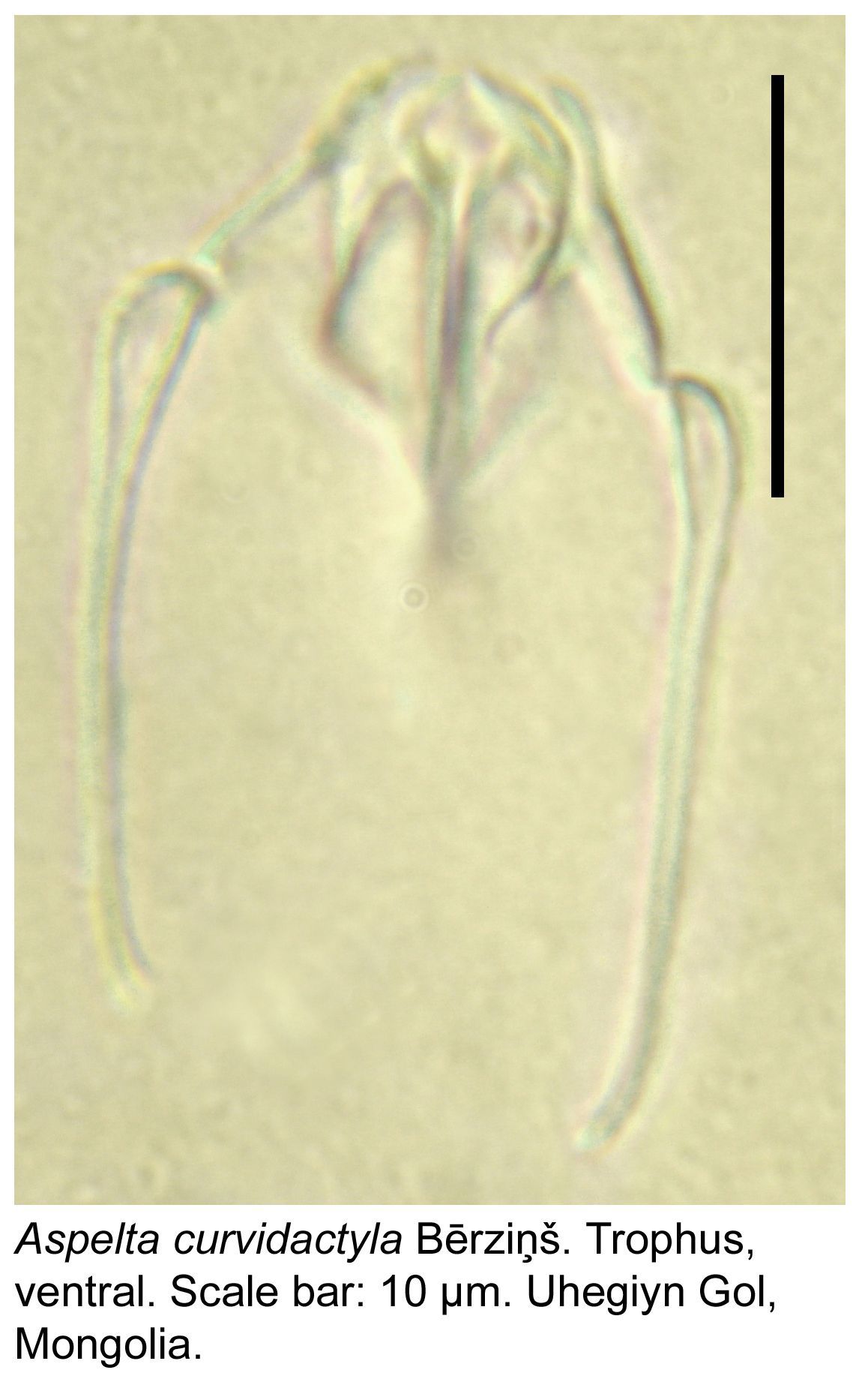 Image of Aspelta curvidactyla Berzinš 1949