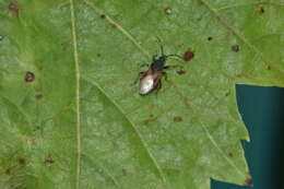 Image de Oxycarenus (Oxycarenus) lavaterae Fabricius & J. C. 1787