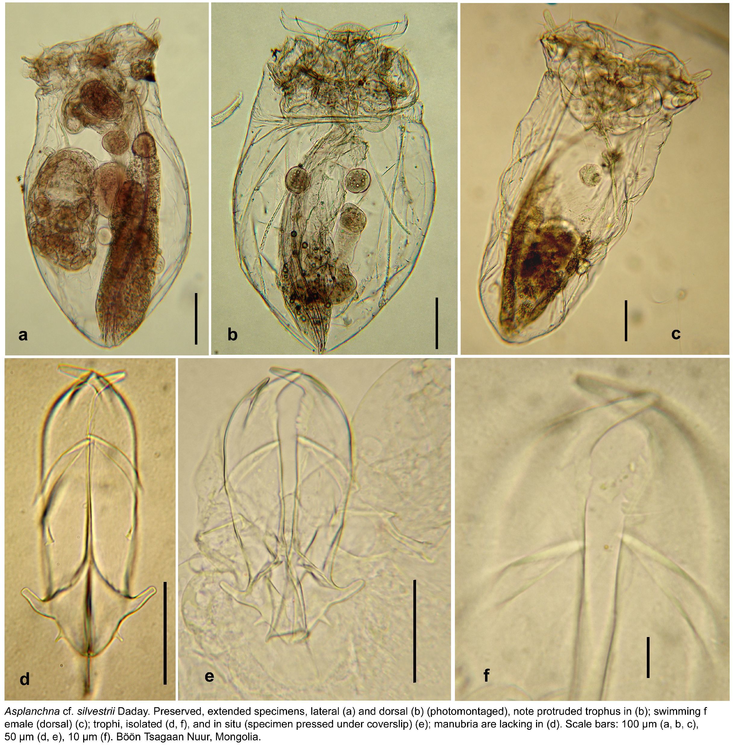 Image of Asplanchna silvestrii Daday 1902