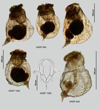 Image of Asplanchnopus dahlgreni Myers 1934