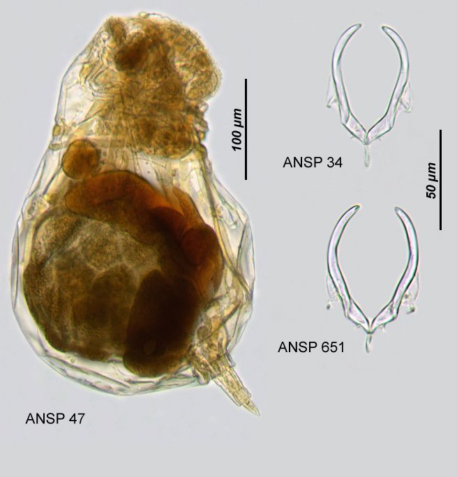 Image of Asplanchnopus hyalinus Harring 1913