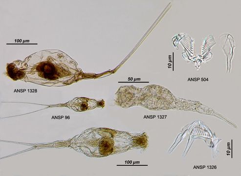 Imagem de Beauchampiella eudactylota (Gosse 1886)