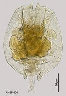 Image of Brachionus angularis Gosse 1851