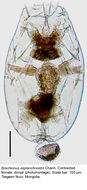 Sivun Brachionus asplanchnoides Charin 1947 kuva