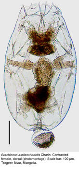 Image of Brachionus asplanchnoides Charin 1947