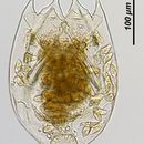 Image of <i>Brachionus calyciflorus borgerti</i>