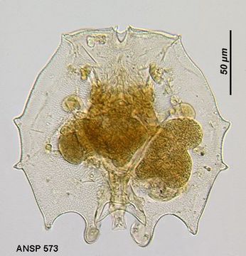 Image of Brachionus dolabratus Harring 1914