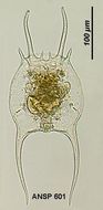 Image of Brachionus falcatus Zacharias 1898