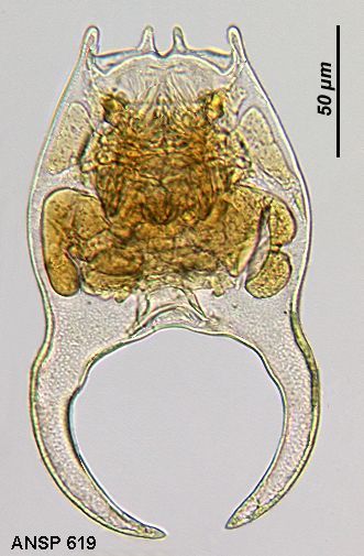 Image of Brachionid rotifer