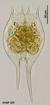 Image of Brachionus havanaensis Rousselet 1911