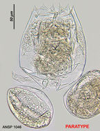 Image of Brachionus ibericus Ciros-Peréz, Gómez & Serra 2001