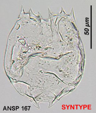 Image of Brachionus nilsoni Ahlstrom 1940