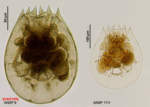 Image of Brachionus pterodinoides Rousselet 1913