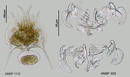 Image of Brachionus quadridentatus Hermann 1783